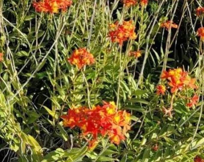Orange Yellow epidendrum orchid plants - 6" to 1 feet tall - ship in 3" pot