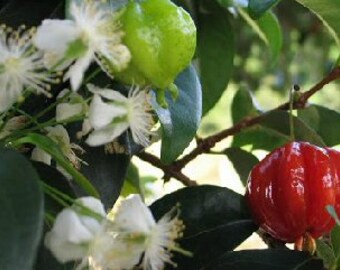 Surinam Cherry -  2 to 3  Feet Tall - Ship in 3Gal Pot