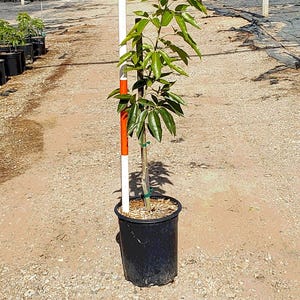 May include: A young Casimiroa Edulis Vernon Sapote STK tree in a black pot. The tree has green leaves and a slender trunk. An orange and white measuring pole stands beside the tree. The image includes the text "CASIMIROA EDULIS VERNON SAPOTE STK".