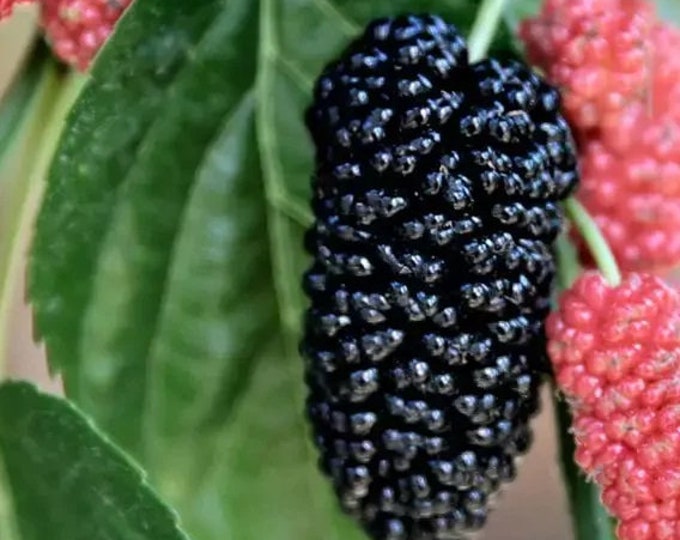 Morus nigra 'Black Beauty' - Black Beauty Mulberry Fruit Trees -2 to 3 Feet Tall  -  Ship in  Pot