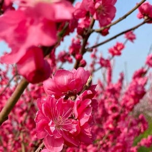 Early red flowering peach - 3 to 4 feet tall - bigger trunk - ship in 3 gal pot