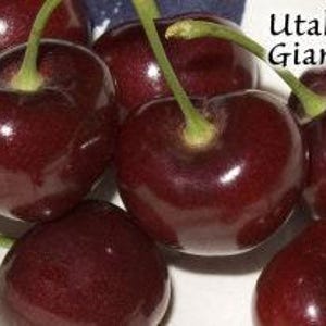 May include: Close-up of several dark red Utah Giant cherries. The cherries are shiny and plump.