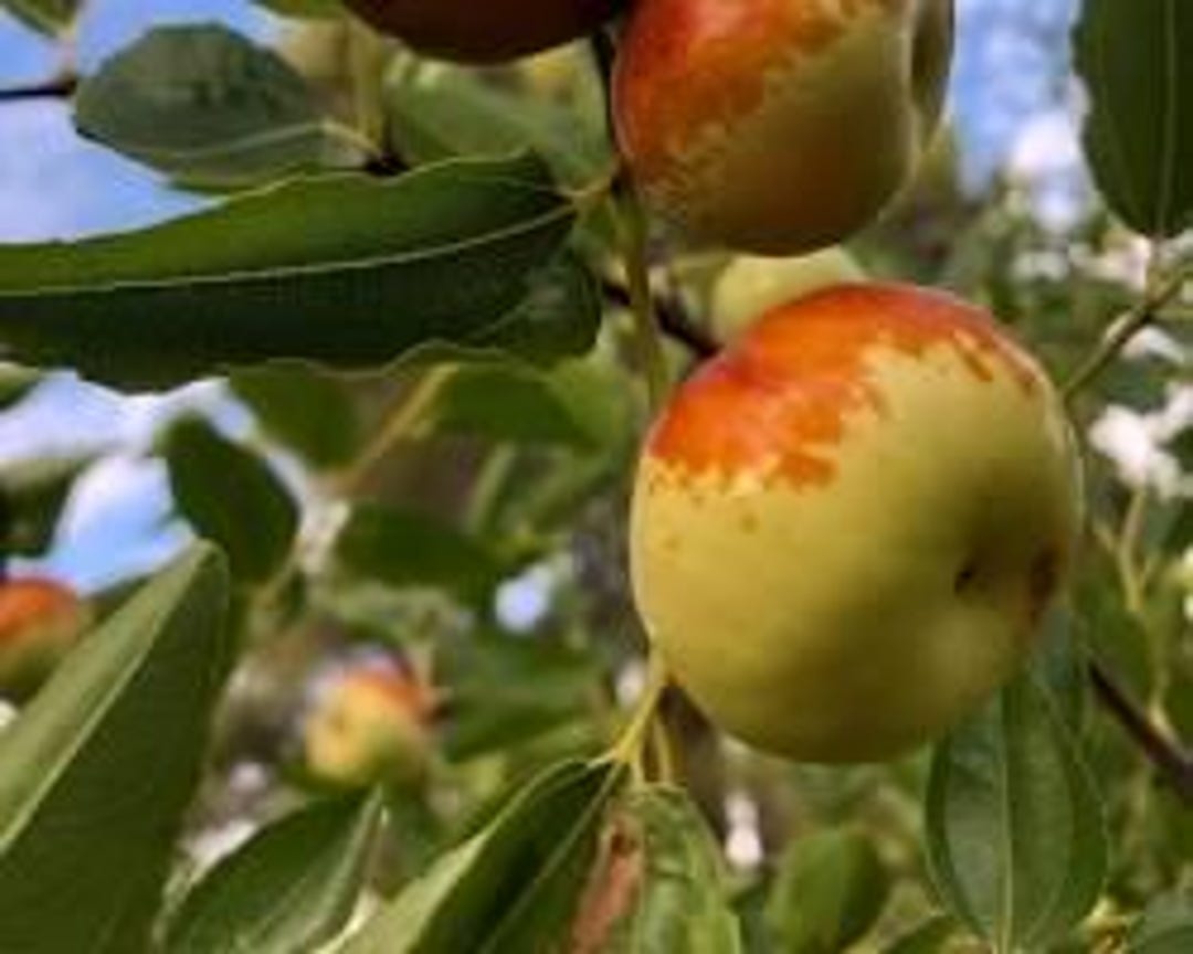 Jujube Chico Tree- 3 to 4 Feet Tall - Grafted Tree - Ship in 3gal Pot ...