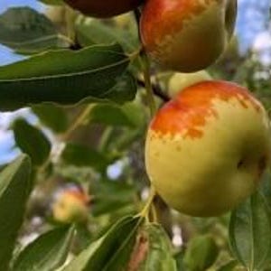 May include: Close-up of jujube fruits on a tree branch. The fruits are a mix of green and orange, with a smooth texture. The leaves are a deep green, and the background shows a glimpse of the sky.