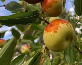 Jujube Chico tree- 2 feet tall - grafted tree - ship in 6 pot