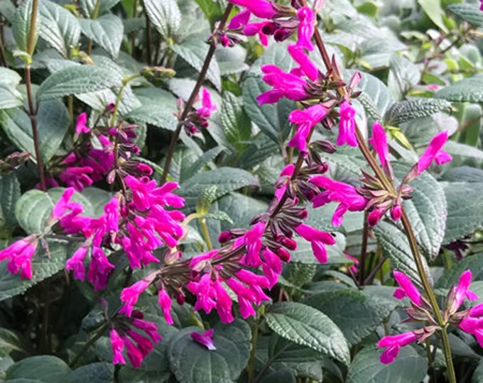 Salvia Chiapensis - 1Feet Tall - Ship in 6" Pot