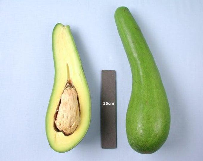 Rusell long neck avocado tree - 1 feet tall ship in 6"pot