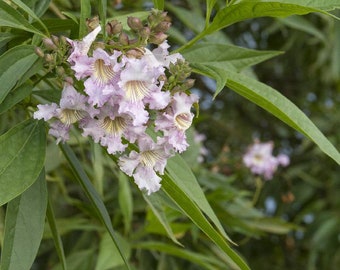 Morning Cloud Chitalpa -  4 to 5  Feet Tall - Ship in  3Gal Pot