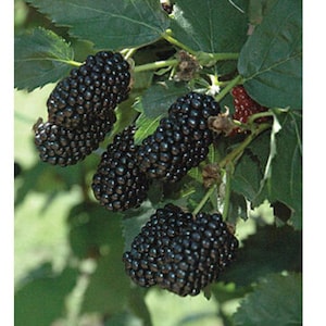 Blackberry prime ark freedom live plant  ship in 6&quot; pot