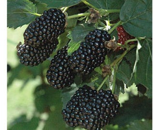 May include: Close-up of a cluster of ripe blackberries growing on a vine. The berries are dark purple and have a shiny, glossy finish.
