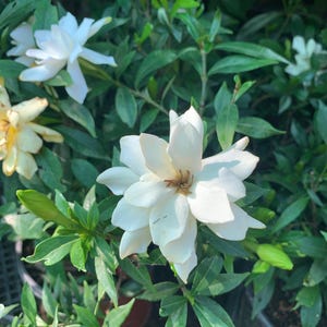 Gardenia frost proof 1 live plant 6” pot