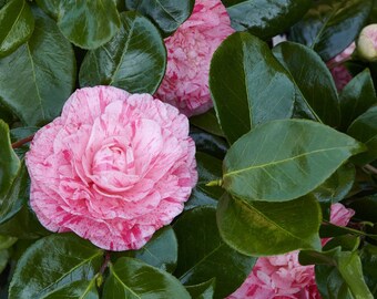 Camelia Carter's Sunburst Pink live plant 6” pot