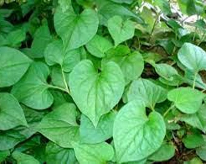 Fish mint (herb) – diếp cá - 1 plants - ship in one 6" tall pot