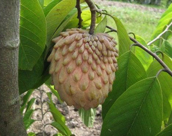 Fruit tree - atemoya lisa grafted tree - 1 plants - 2  feet tall
