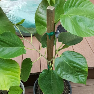 Pakistan Mulberry Tree  - 1 Plants - 2  Feet Tall - Ship in 6" Pot