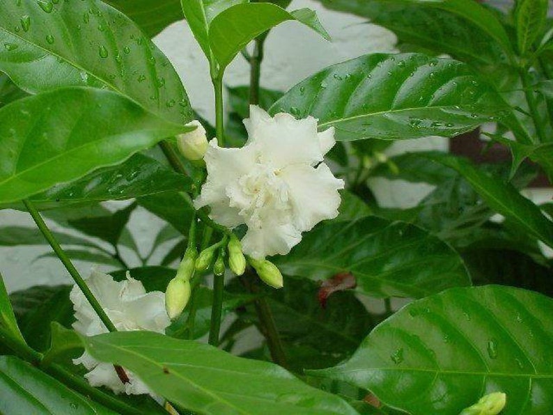 Crepe Jasmine Tabernaemontana divaricata 1 Plant 1 Feet Tall Ship in 1 Gal Pot image 1