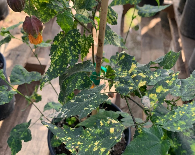 Abutilon ‘paisley’  ship in 6" pot