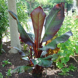 Red Leaf Banana - Ensete ventricosum 'Maurelii' - 1 Plants  - 1  feet Tall  - Ship in 6" Pot