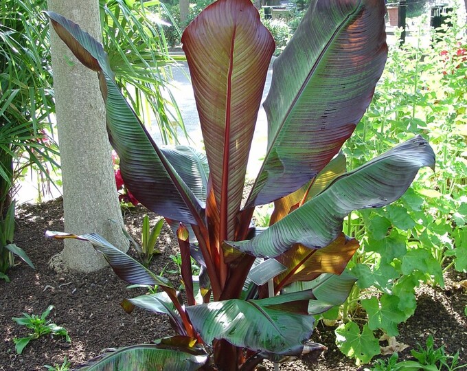 Red Leaf Banana - Ensete ventricosum 'Maurelii' - 1 Plants  - 1  feet Tall  - Ship in 6" Pot