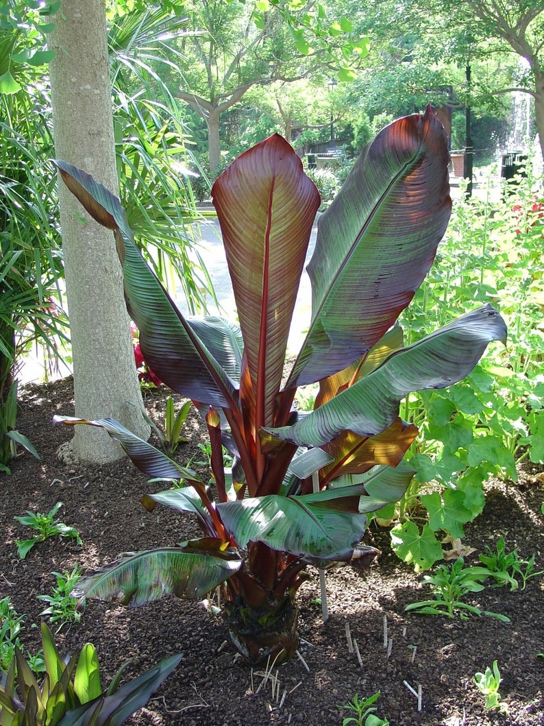 Red Leaf Banana Ensete ventricosum 'Maurelii' 1 Plants 1 feet Tall Ship in 6 Pot image 1