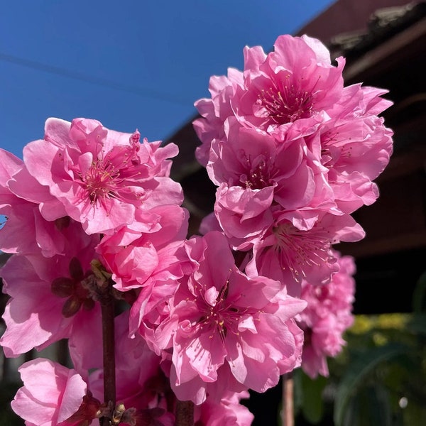 Early Pink Flowering Peach -  2  Feet Tall - Ship in 6" Pot