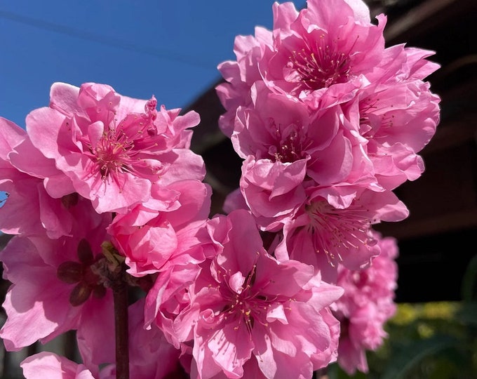 Early Pink Flowering Peach -  2  Feet Tall - Ship in 6" Pot