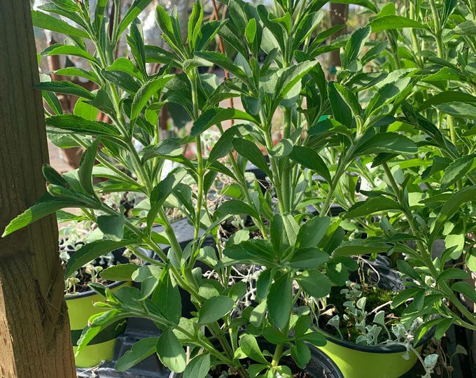 Stevia Herb (Stevia rebaudiana) - 1 plants - ship in 3" pot