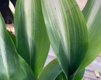 Cast iron variegated ‘asahi’  ship in 6" pot