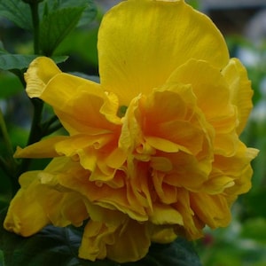 Butterball hibiscus - Triple yellow Hibiscus- 1 Feet Tall - Ship in 6&quot; Pot Count