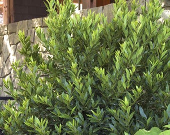 Little ragu sweet bay- live plant 1 to 2ft tall in 6” pot