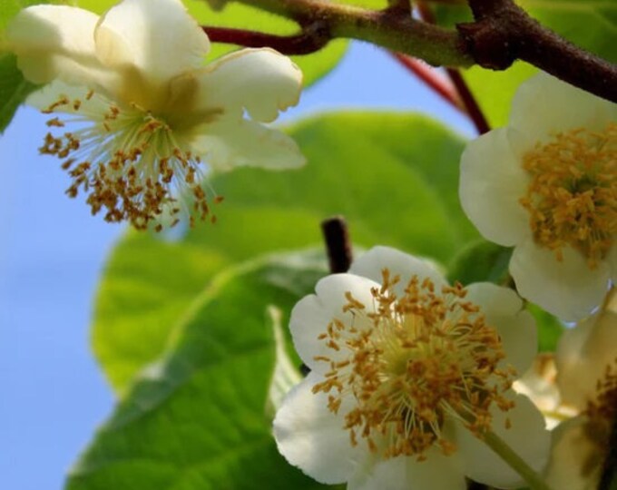 Tomuri Kiwi Vine - Actinidia chinensis 'Tomuri' (Male)  - 1 Plants -  1 to 2   Feet Tall  -  Ship in Pot