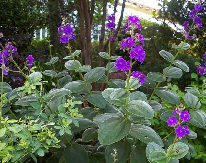 Tibouchina heteromalla silverleafed -princess flower - 2 to 3 Feet Tall - Ship in 3Gal