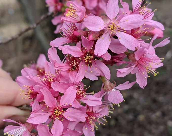 Prunus  First Lady - 2 to 3 Feet Tall - Ship in 6" pot