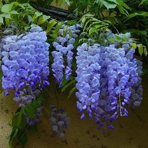 Blue Moon Wisteria (Wisteria macrostachya 'Blue Moon') -  2 Feet Tall - Ship in 1 Gal Pot