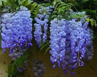 Blue Moon Wisteria (Wisteria macrostachya 'Blue Moon') -  2 Feet Tall - Ship in 1 Gal Pot