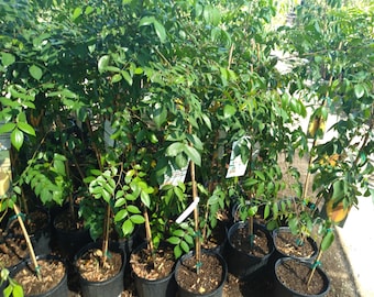 Carambola/star fruit kari tree - 3 gallon - 3 to 4 feet tall