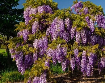 Wisteria sinensis 'Cooke's Purple'-  3 Feet Tall - Ship in Pot