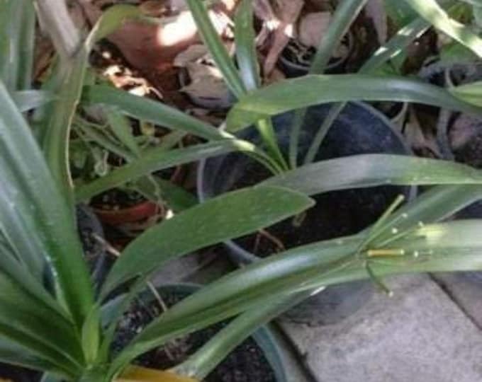 Yellow fire lily - 1 plant - 6 or more leaves - ship in 6" pot