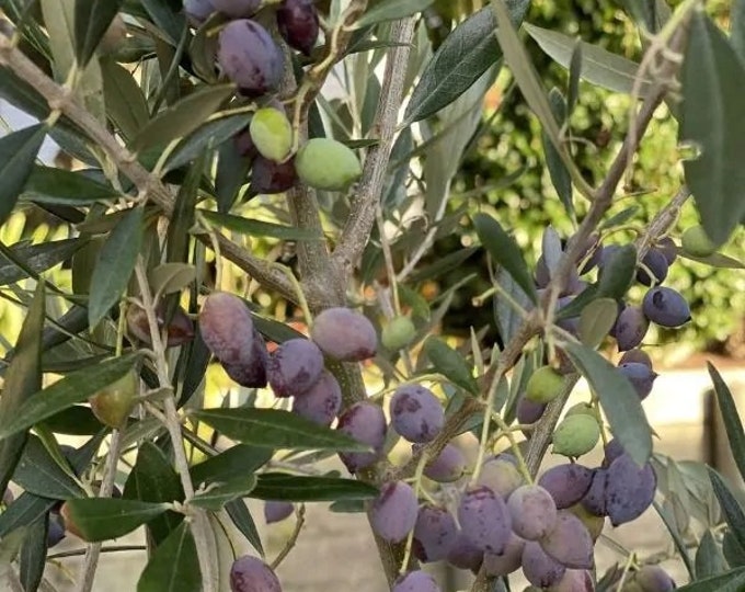 Frantoio Olive Tree - 1 Plants -  1 to 2   Feet Tall  -  Ship in Pot