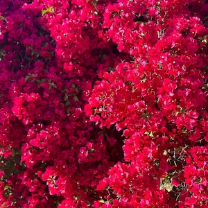 May include: A close-up image of a vibrant pink bougainvillea bush in full bloom. The flowers are densely packed, creating a lush and colorful display.