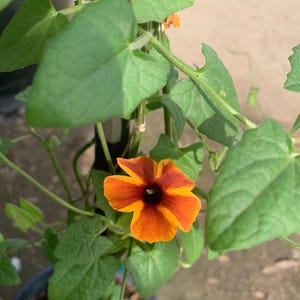 May include: A vibrant orange and brown flower with a dark center blooms on a green vine. The plant is growing in a pot.