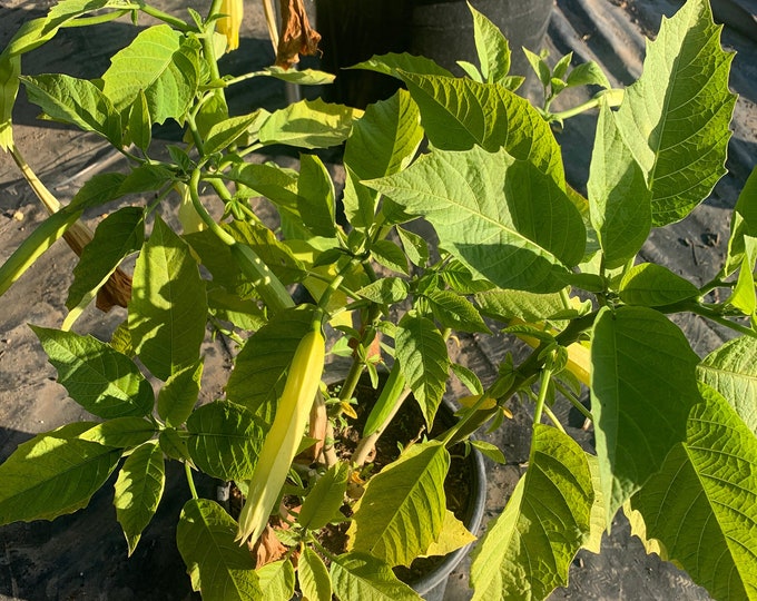 Brugmansia ‘charles grimaldi’ angel trumpet 3 gallon