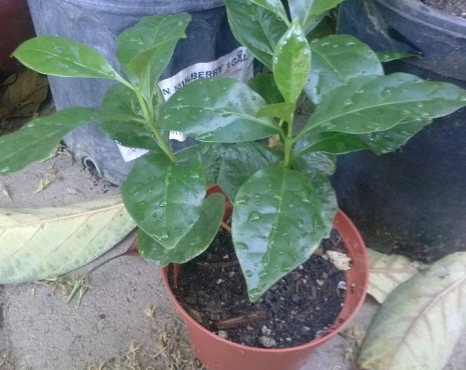 Coffee - ship in 3" pot