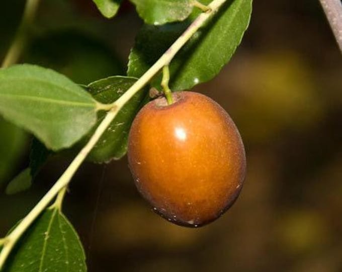 Sugar can jujube -  3 to 4  feet tall - grafted tree - bigger trunk - ship in 3gal pot