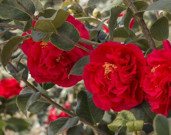 Camellia japonica KRAMERS SUPREME - 1  Plant - 1 Feet Tall - Ship in 6" Pot