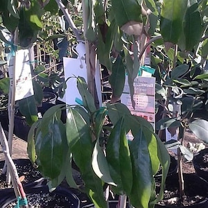 Hak ip lychee - 2 feet tall airlayered tree - ship in 1 gal pot