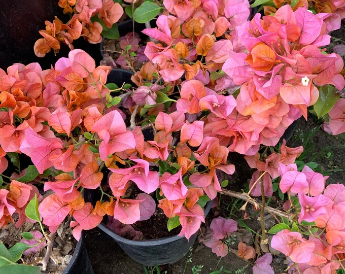 Bougainvillea orange king 1-2 feet tall  ship in 6" pot