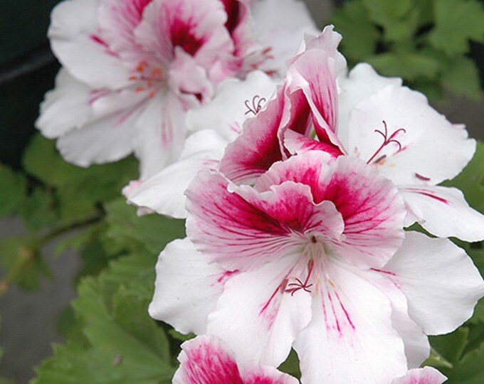 Geranium MW Elegance™ Bravo Geranium  ship in 6" pot