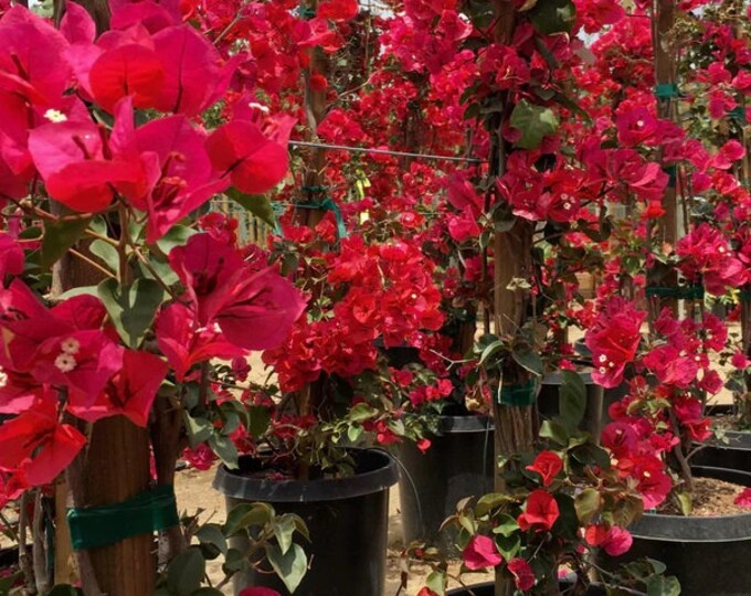 Bougainvillea San Diego Red -  1 live plant 1  to 2 feet tall in 6" pot