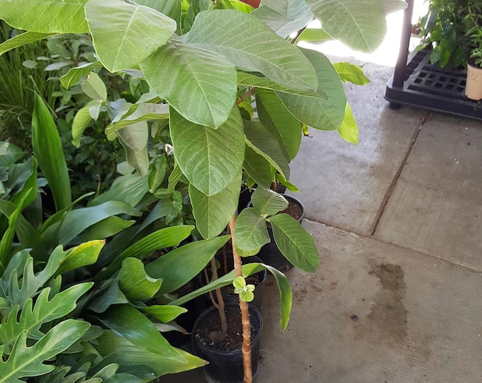 Tropical Guava White Flesh - 3 Feet Tall   - Ship in 6" Pot